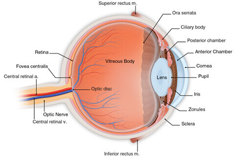 Eye Anatomy Illustration